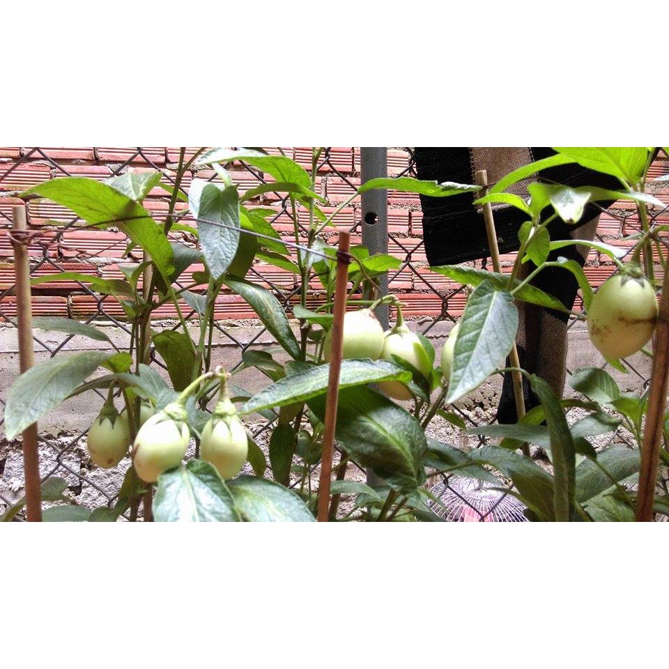 Hạt giống dưa hấu pepino f1( tặng kèm 3 viên nén kích thích hạt nảy mầm )