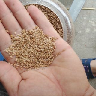 Vừng vàng 500g