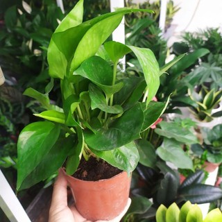 Cây trầu bà