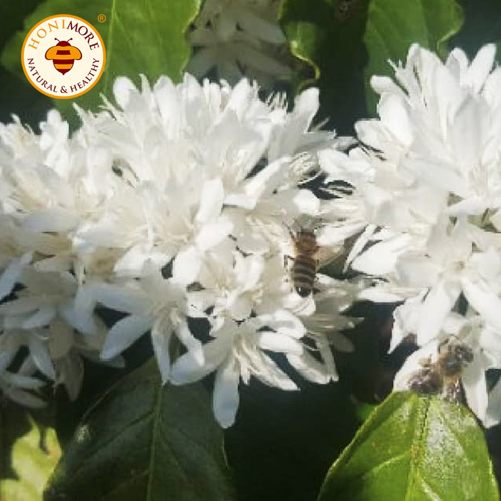Mật ong rừng nguyên chất Honimore hoa Cao Nguyên 630g tặng hũ 360g tăng cường sức đề kháng, làm đẹp da, bồi bổ sức khỏe