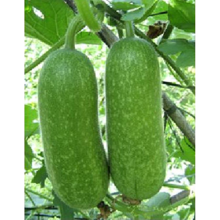 Hạt giống bí chanh lai F1 gói 10 hạt _kèm 3 viên nén ươm hạt giống