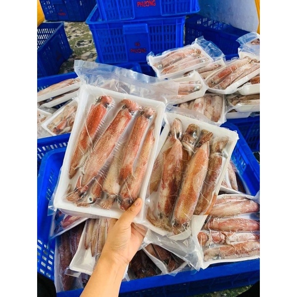 [HỎA TỐC SG] Mực ống tươi lớn Phan Thiết Vũng Tàu hấp gừng nướng nấu lẩu siêu ngon - 1kg