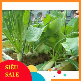 20g hạt giống củ cải trắng vietphat
