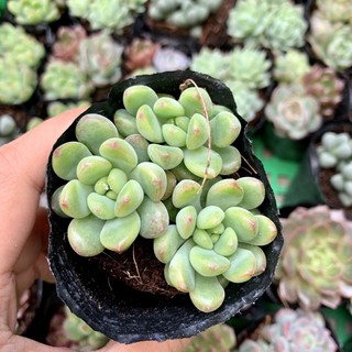 SEN ĐÁ THƯỢC DƯỢC MINI