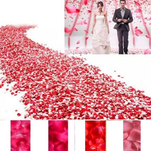 Cánh hoa hồng - 1000 cánh hoa hồng