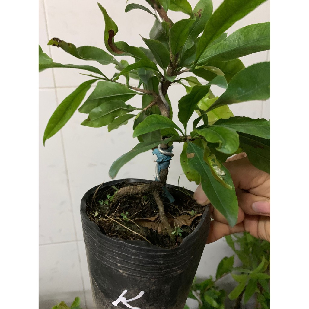 Hoa mai kem cây giống