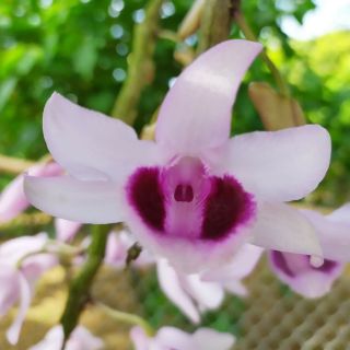 Cơm bo 10 Cây giống hoa lan Phi Điệp tím - Hòa Bình