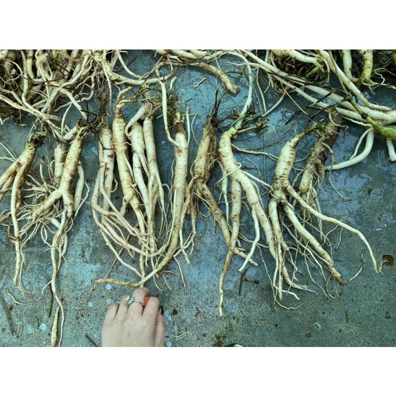 1kg Sâm dây Ngọc Linh tươi hàng chọn - ĐẢM BẢO CHẤT LƯỢNG 100% - DƯỢC LIỆU HÀ HOÀNG