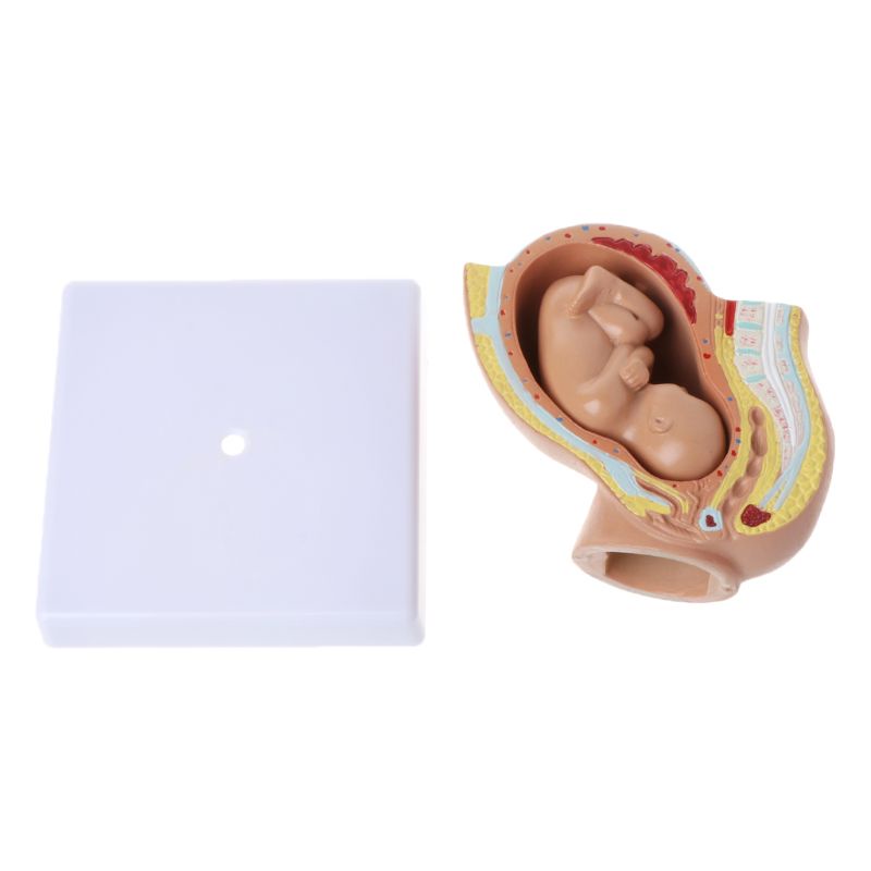 Mô Hình Bà Bầu Sau Sinh Mang Thai 9 Tháng Tuổi