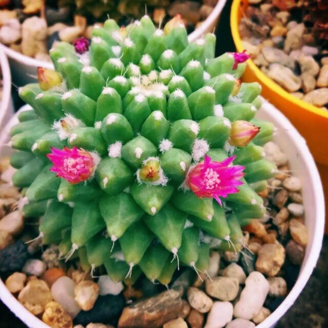 Sầu riêng không gai