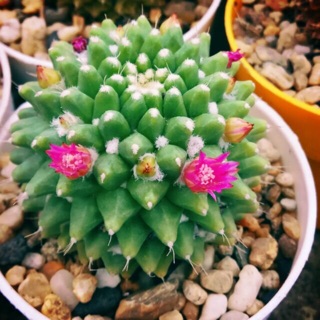 Sầu riêng không gai
