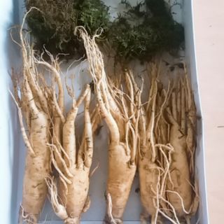 Sâm tươi 10,11củ/ kg (500g)