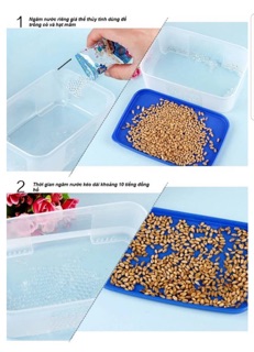 Hộp trồng cỏ mèo