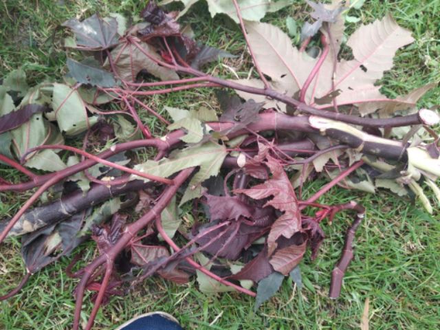 Lá Thầu Dầu Chữa Tr ĩ Hiệu Quả