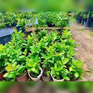 Cây hoa mai xanh ra hoa quanh năm độc lạ dễ chăm sóc