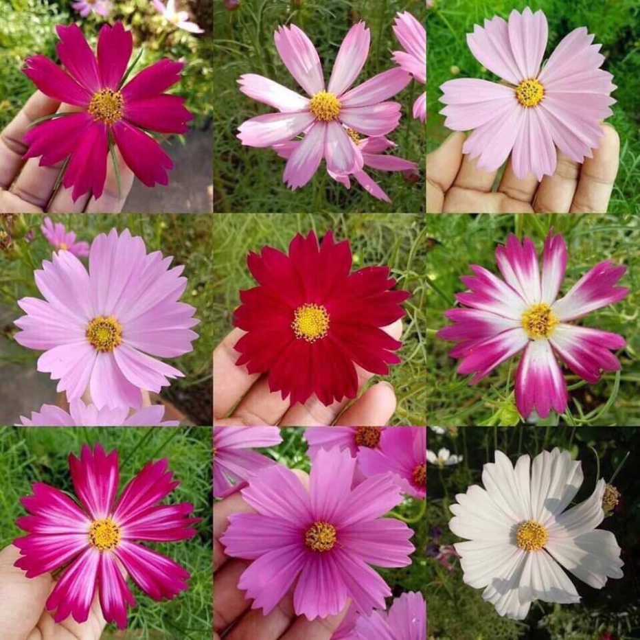 [1Lạng] Hạt Giống Hoa Sao Nhái Siêu Bông