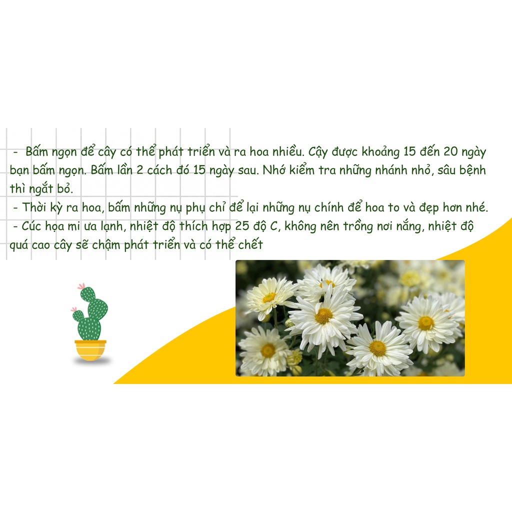 Hạt giống Hoa Cúc Họa Mi Trắng ( Gói 0,03 gram ) - Nông Sản Vàng
