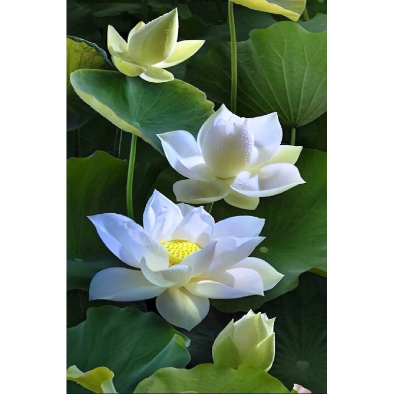 Tranh dán tường 3d Tranh Hoa Sen Trắng 2 hình kt30x60