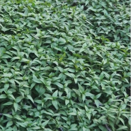 Rau chậu Rau răm TACY'S GARDEN 100% rau sạch nhà vườn trồng