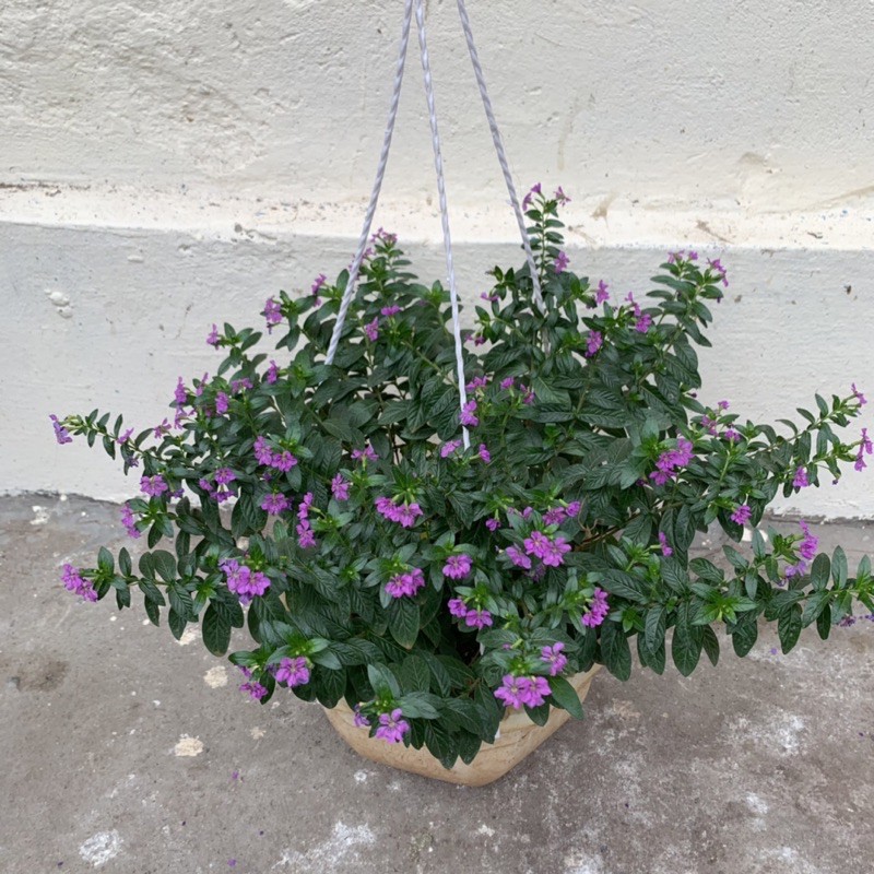 Cây hoa cẩm tú mai trồng chậu treo bán kính 30cm, xum xuê nhánh lá, nở hoa rực rỡ quanh năm, trồng ban công và sân vườn