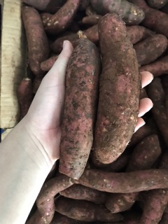 Combo khoai mật 10 kg
