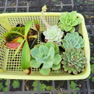Combo 5 cây sen đá và 1 cây nắp ấm/cây bắt mồi