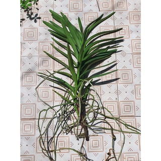 Combo 5 Cây Lan Con Mokara [Nhiều màu]