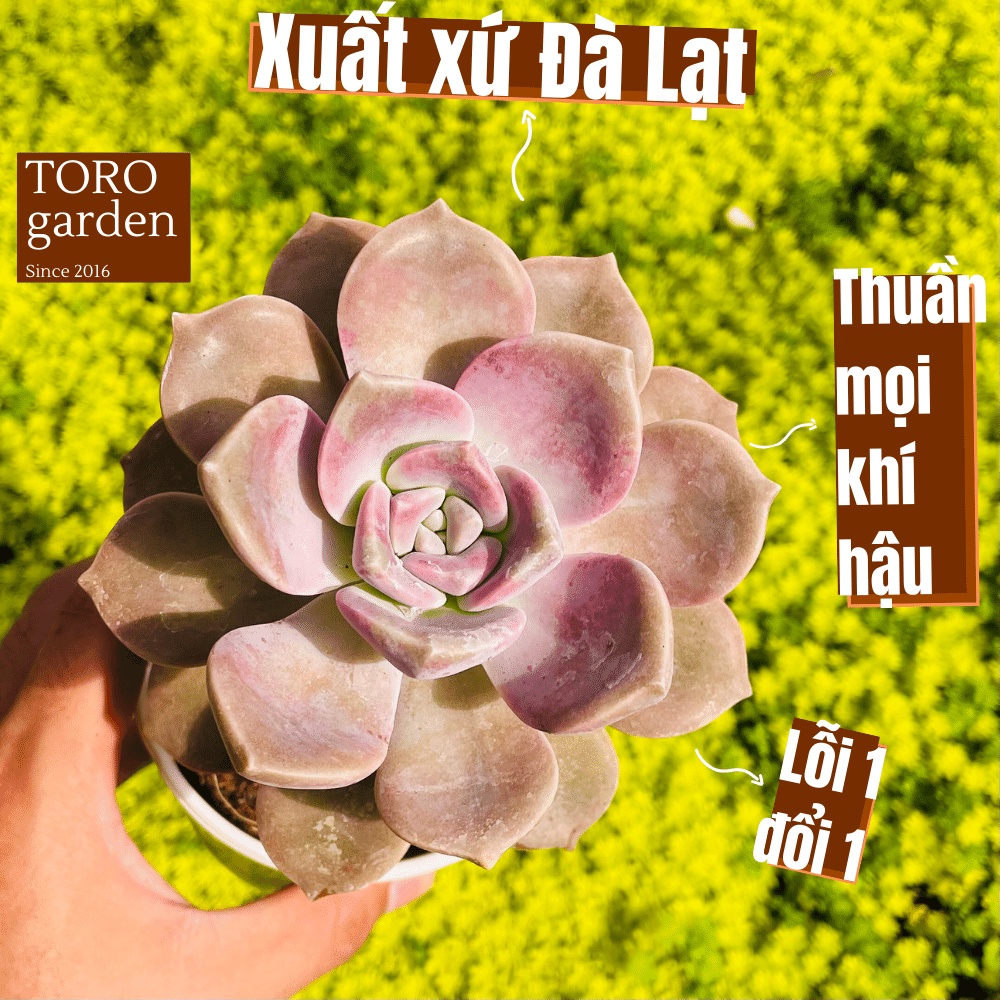 Sen đá hồng mập Đà Lạt size trung bình cây cảnh trang trí nhà cửa Toro garden