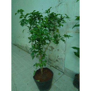 Cây Nguyệt quế