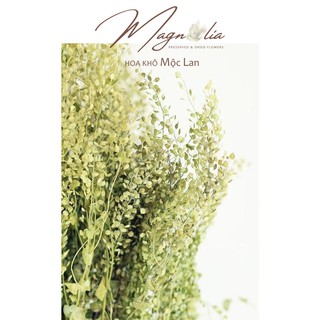 Hoa khô decor 🍁FREESHIP🍁 Hoa khô Lepidium Pepper Grass chụp ảnh sản phẩm, trang trí nhà cửa