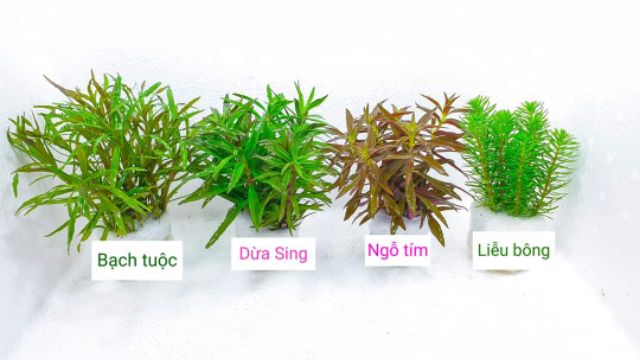 cây thủy sinh dễ trồng | (chỉ giao ngẫu nhiên không lựa) không cần co2