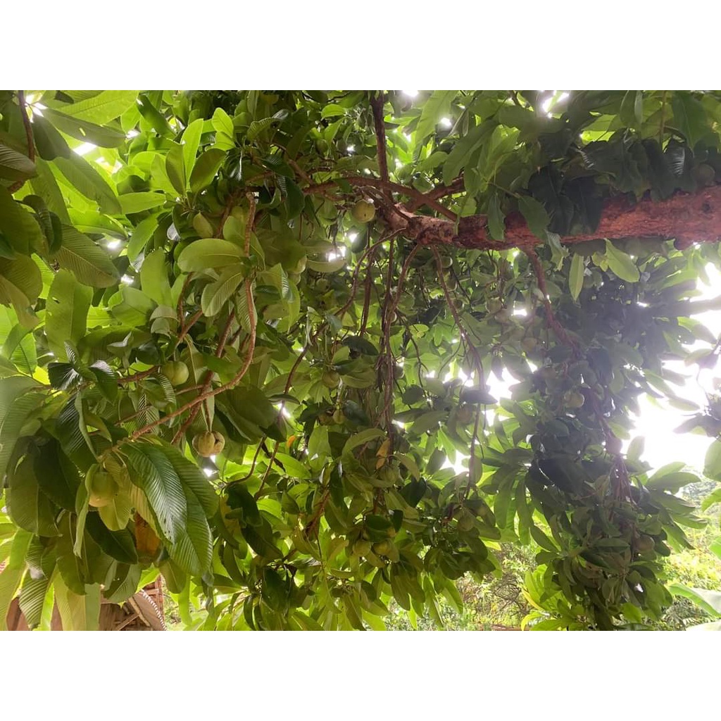 Giống cây sổ rừng