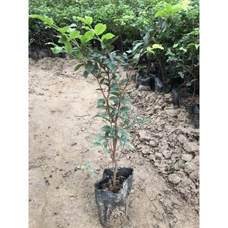 Nho thân gỗ tứ quý - Nho thân gỗ 12 vụ - Nho thân gỗ thường
