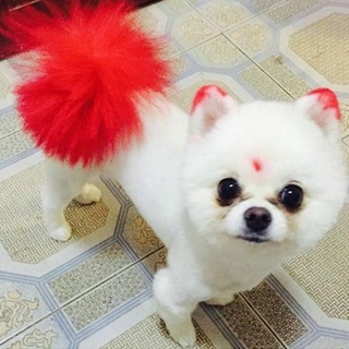 Thuốc nhuộm tóc cho thú cưng