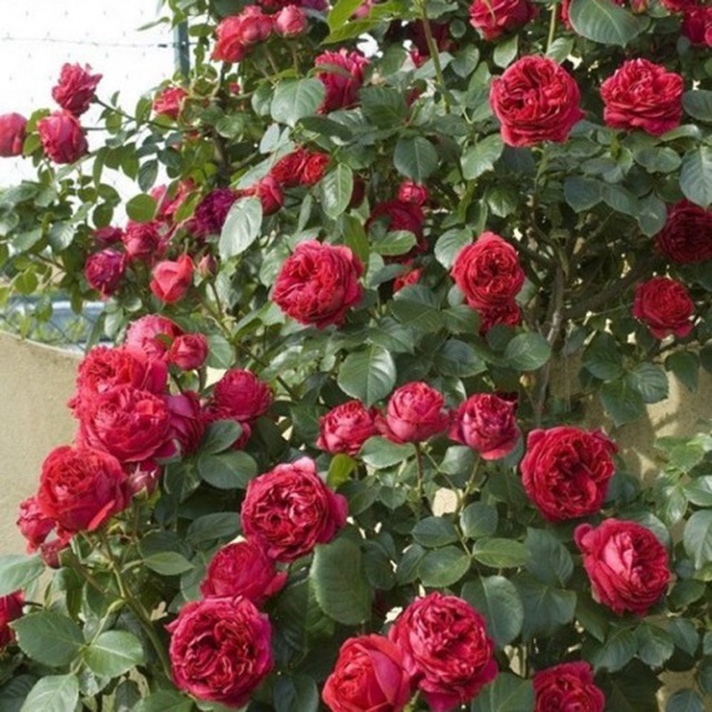 Cây hồng ngoại Red eden rose