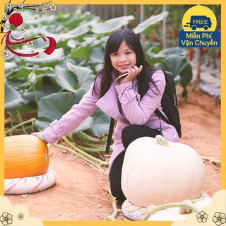 Hạt Giống Bí Ngô Khổng Lồ