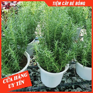 CÂY HƯƠNG THẢO (SIDE TRUNG)
