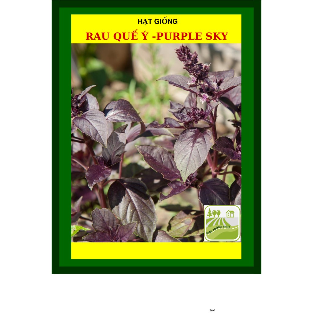 Hạt Giống Rau Quế 10 Gram