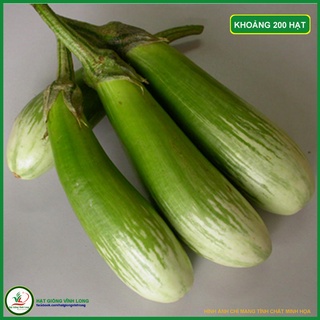 Hạt giống Cà phổi sọc lem TN 106