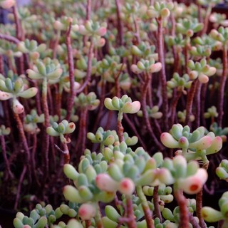 (SEDUM PACHYPHYLLUM) BỤI SEN ĐÁ THẠCH NGỌC THỤ LỚN