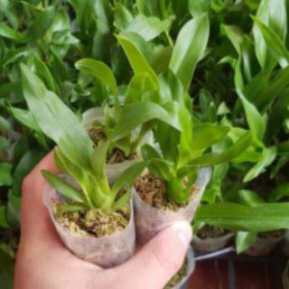 VŨ NỮ HOÀNG HẬU CÂY GIỐNG