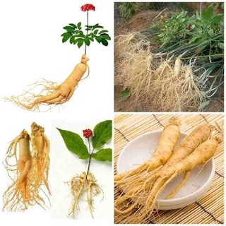Củ Nhân Sâm Giống Hàn Quốc