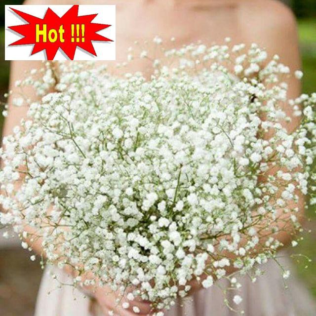 Hạt giống Hoa Baby Trắng (100 hạt)