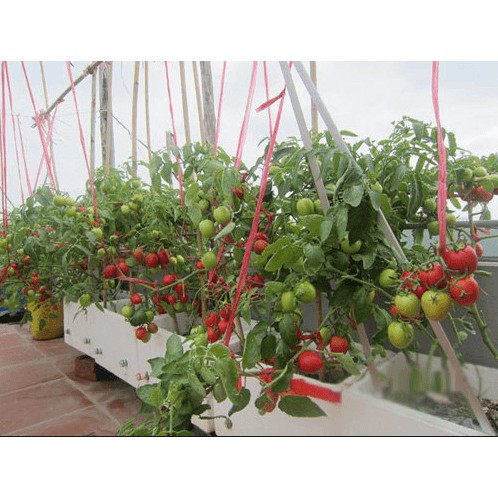 Gói 150 hạt giống cà chua chuỗi ngọc lai F1 Loại Siêu Dễ Trồng &amp; Dễ Thu Hoạch kháng bệnh tốt Cửa Hàng Hạt Giống Uy Tín