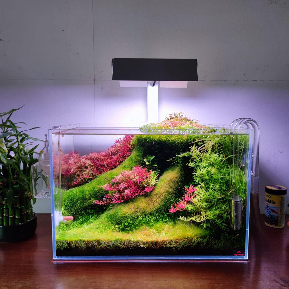 ĐÈN WEEK Z200 PRO chỉnh app phiên bản 2.0 mới nhất 2023