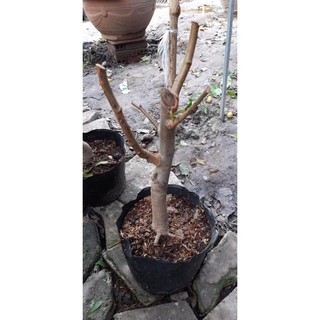 🌺Phôi mai đỏ bonsai gốc to khủng