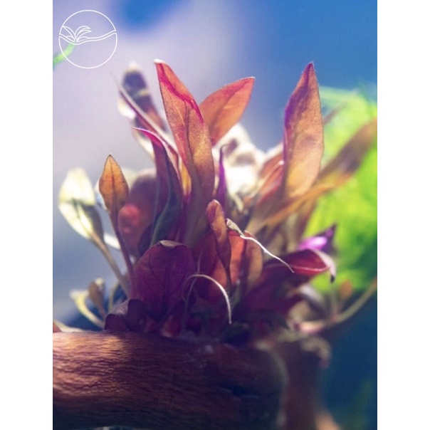 Alternanthera reineckii “Mini” - Cây Huyết Tâm Lan Mini - Cây Thuỷ Sinh Cắt Cắm