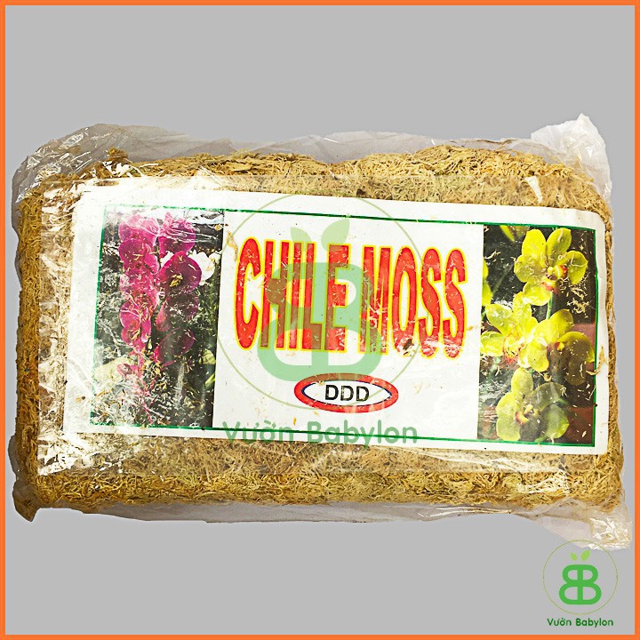 Dớn Trắng Chile 100Gr - Dớn Chile Giữ Ẩm Cho Lan