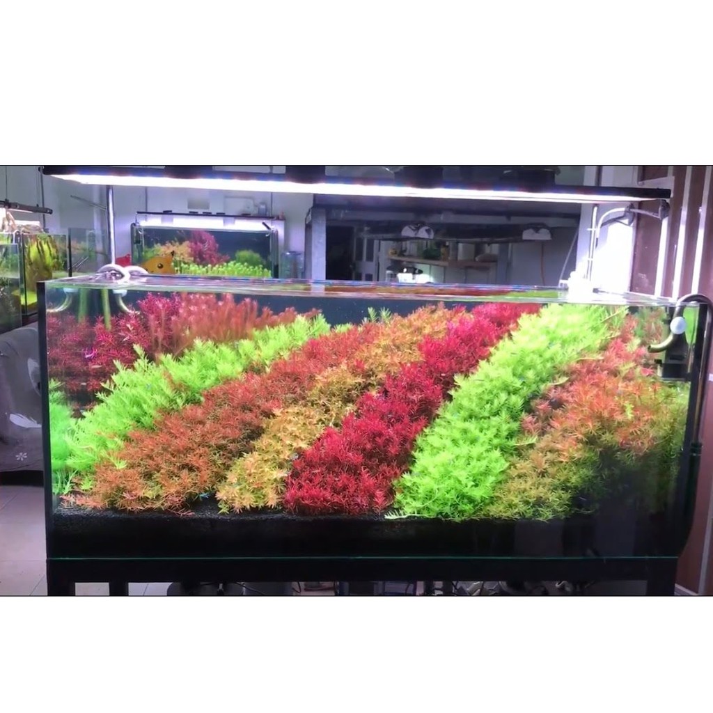 Phân nước hồ cá thuỷ sinh All In One Pro 500ml