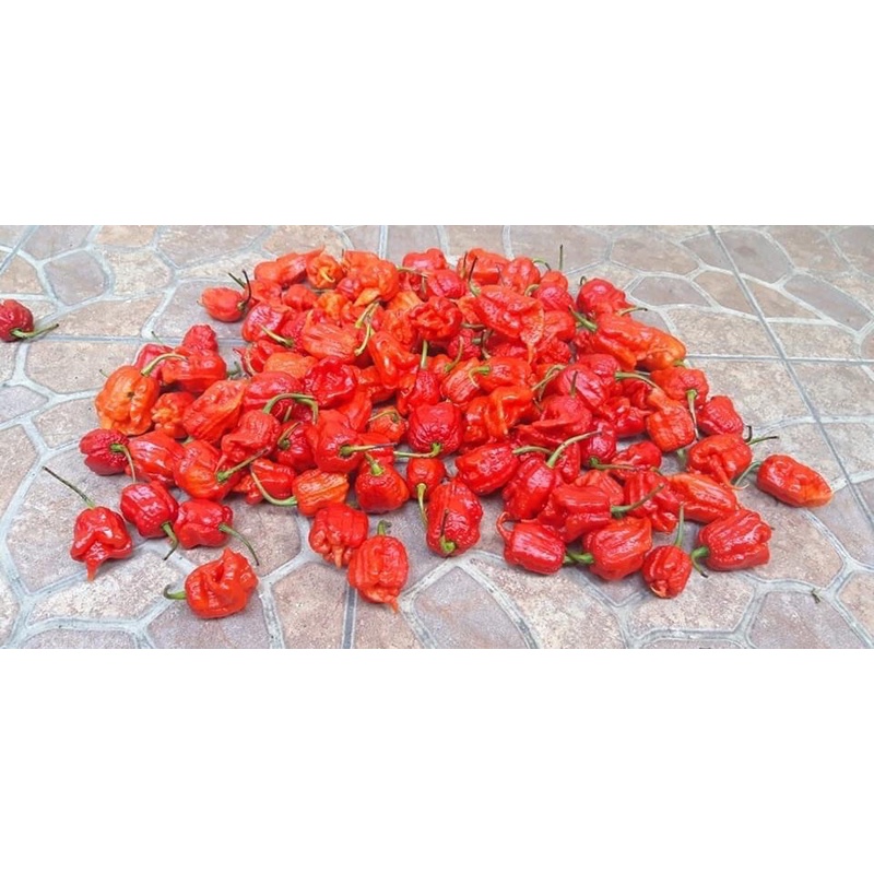 Hạt ớt đỏ Carolina Reaper Ớt - Kỷ lục Ớt nóng nhất thế giới 15h